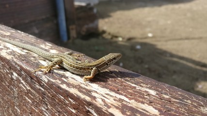 Eidechse beim Sonnen