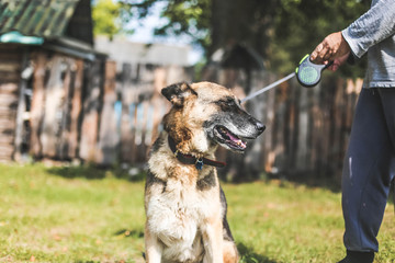 German Shepherd for a walk.