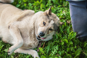merry fat gray husky dog lies on the grass.