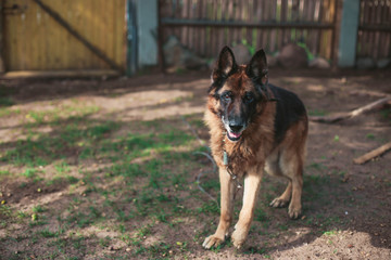 thoroughbred German shepherd for a walk in the summer.
