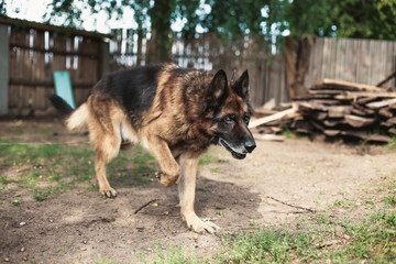 thoroughbred German shepherd for a walk in the summer.