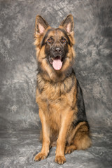 Deutscher Schäferhund 2