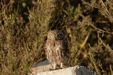 Beautiful image of the owl. The wild nature of the Ukraine.  The Eurasian pygmy owl.