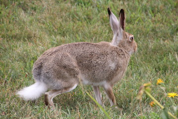 Rabbit On Guard, Edmonton, Alberta