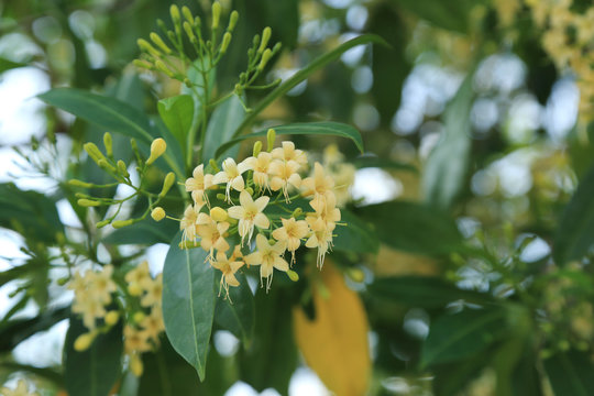 Fagraea fragrans or Tembusu flowers on tree.