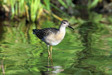 Philomachus pugnax. Ruff evening on the shore of the lake on the Yamal Peninsula