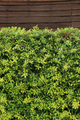 Fototapeta na wymiar Green hedge or plants wall with wood plank background.
