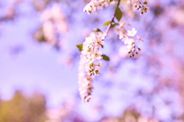 Branch of a flowering bird cherry tree on a blurred background of trees and blue sky. Blossoming garden in the spring. Selective focus