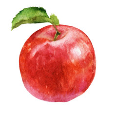 Cute watercolor apple illustration isolated on white background.