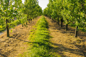 Fototapeta na wymiar Symmetric view on endless country road between fruit trees lines in beautiful orchard.