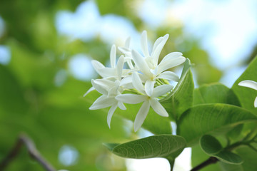 White flowers bunch in asian tropical forest. (Kurchi, Easter tree, Conessi bark, Tellicherry tree)