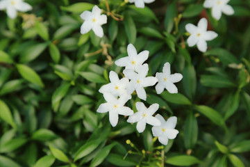 White Gardenia Cape Jasmine flower bunch with green leaves.