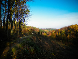 Fototapeta premium Autumnal forest landscape.