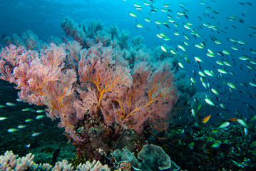 Plakat Tropical Coral Reef Underwater Landscape