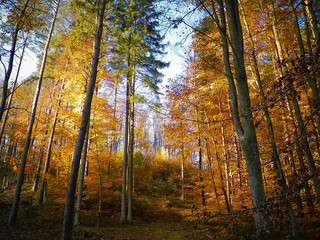 Autumnal forest landscape.