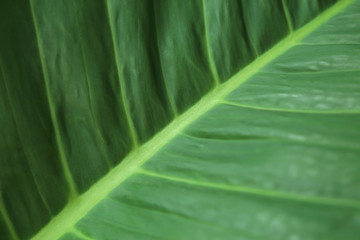 Blurred green leaf. Abstract pattern textured background.