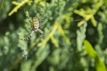 Search Photos Argiope