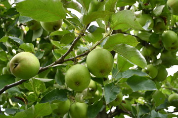 Organic  apples hanging on a tree branch