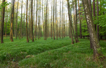 Las w zielonej trawie