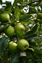 Organic  apples hanging on a tree branch