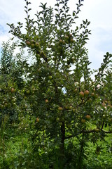 Fototapeta na wymiar Organic apples hanging on a tree branch