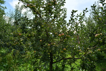 Fototapeta na wymiar Organic apples hanging on a tree branch