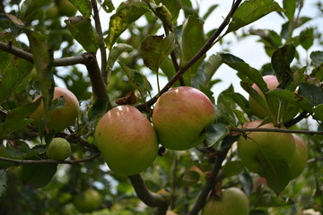 Organic  apples hanging on a tree branch
