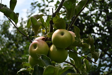 Organic  apples hanging on a tree branch