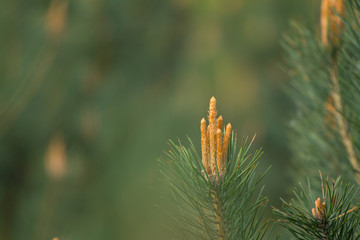 sosna i pędy © © Jakacki