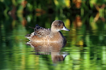 Anas penelope. The female Wigeon in the evening light in late summer on the Yamal Peninsula