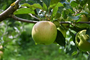 Organic  apples hanging on a tree branch