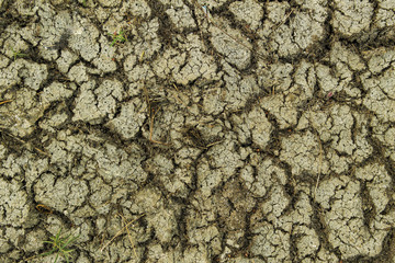 Cracked soil and green grass. Ground texture. Soil background. Cracked soil ground. Dry cracked...