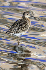 Philomachus pugnax. Ruff rests on one leg
