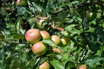 Organic  apples hanging on a tree branch