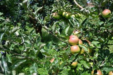 Organic  apples hanging on a tree branch