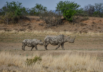 Black Rhinoceros Mother And Calf