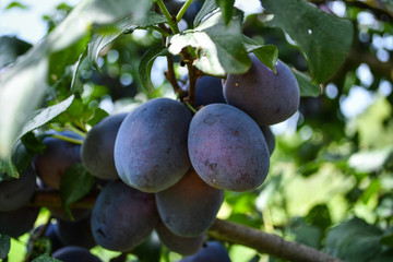 Organic blue plums on the tree in a garden