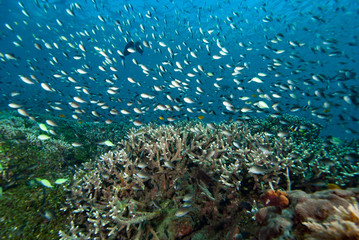 Naklejka na ściany i meble Tropical Coral Reef Underwater Landscape