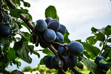 Organic blue plums on the tree in a garden