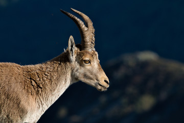 Mountain Goat