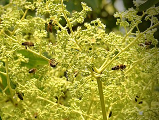 Busy bees on Californian Aralia
