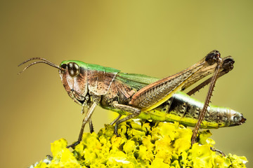 Lesser Marsh Grasshopper, Chorthippus albomarginatus, Omocestus viridulus, Common Green Grasshopper, Grasshopper