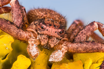 Focus Stacking - Common Crab Spider, Crab Spider, Spider, Xysticus cristatus