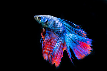 Beautiful Siamese Fighting Fish on black background