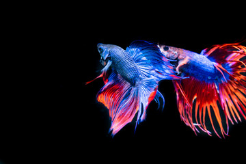 Beautiful Siamese Fighting Fish on black background