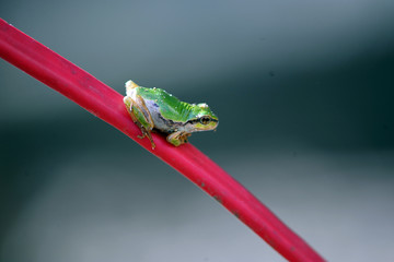 赤い軸にアマガエル