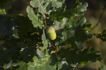 Obraz premium Oak tree with acorn