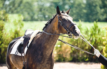 Beautiful horse portrait during dressage competition. Equestrian sport background.