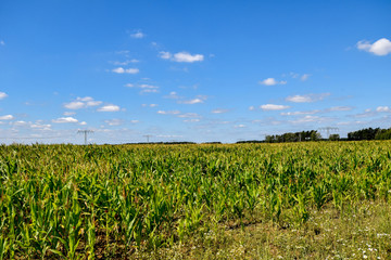 Corn field that has weathered the heat of summer, in front of a blue sky.