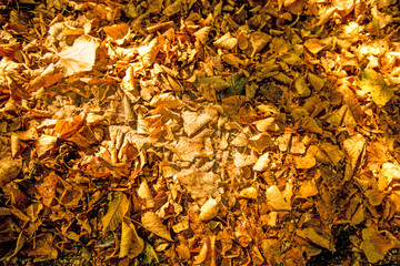 autumnal painted leaves in warm, sunny color on a bench